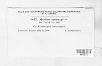Aecidium xanthoxyli image
